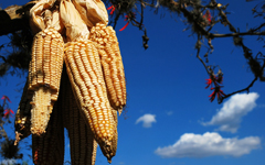alimentación